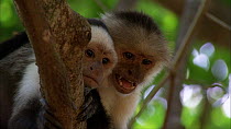 White-throated capuchins (Cebus capucinus) alarm calling, Santa Rosa National Park, Costa Rica.