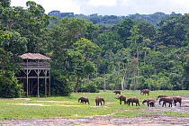 Forest elephants (Loxodonta cyclotis) in Dzanga Bai Clearing, with wooden viewing platform, Central African Republic, Africa.