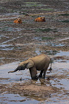 Forest elephants (Loxodonta africana cyclotis) digging minerals in front of Forest buffalo (Syncerus caffer nanus) Dzanga Bai Clearing, Central African Republic, Africa.