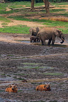 Forest elephants (Loxodonta africana cyclotis) digging minerals in front of Forest buffalo (Syncerus caffer nanus) Dzanga Bai Clearing, Central African Republic, Africa.