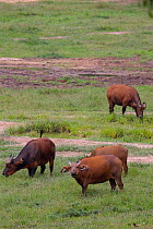Forest buffalo (Syncerus caffer nanus) Dzanga Bai Clearing, Central African Republic, Africa.