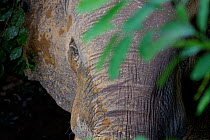 Forest Elephants, (Loxodonta cyclotis) in forest around Dzanga Bai Clearing, Central African Republic, Africa.