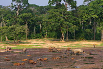 Forest Elephants, (Loxodonta cyclotis) in Dzanga Bai Clearing with forest Buffalo (Syncerus caffer nanus) Central African Republic, Africa.