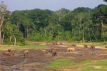 Forest elephants (Loxodonta cyclotis) in Dzanga Bai Clearing with forest Buffalo (Syncerus caffer nanus) Central African Republic, Africa.