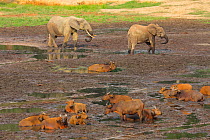 Forest elephants (Loxodonta cyclotis)  and forest Buffalo (Syncerus caffer nanus)  Dzanga Bai ClearingCentral African Republic, Africa.