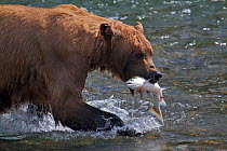 Grizzly Bear (Ursus arctos horribilis) adult Male, with Salmon, Brooks River Falls, Katmai National Park, Alaska, July.