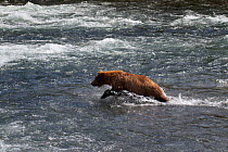 Grizzly Bear (Ursus arctos horribilis) adult male, fishing for Salmon, Brooks River Falls, Katmai National Park, Alaska, July.