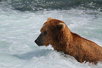 Grizzly Bear (Ursus arctos horribilis) adult male fishing for Salmon, Brooks River Falls, Katmai National Park, Alaska.