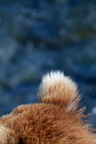 Grizzly Bear (Ursus arctos horribilis) close-up of ear, Brooks River Falls, Katmai National Park, Alaska, July.