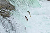 Chinook / King salmon (Oncorhynchus tshawytscha) jumping at Brooks River falls, migrating upstream, Katmai National Park, Alaska, July.