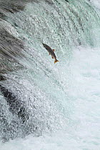 Chinook / King salmon (Oncorhynchus tshawytscha) jumping at Brooks River falls, Katmai National Park, Alaska, July.