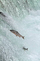 Chinook / King salmon (Oncorhynchus tshawytscha) jumping at Brooks River falls, Katmai National Park, Alaska, July.