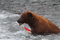 Grizzly Bear (Ursus arctos horribilis) adult male, eating salmon, Brooks River Falls, Katmai National Park, Alaska, July.