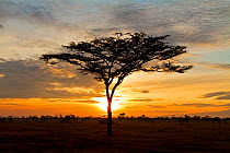 Umbrella Thorn Acacia (Acacia tortilis) at sunrise, Ol Pejeta Conservancy, Kenya, Africa, August 2011