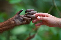 Orangutan (Pongo pygmaeus) hand holding / touching  human hand, Sepilok Orang Utan Sanctuary, Sandakan, Sabah Malaysian Borneo. Model released.