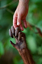 Orangutan (Pongo pygmaeus) hand holding / touching  human hand, Sepilok Orang Utan Sanctuary, Sandakan, Sabah Malaysian Borneo.