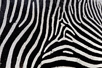 Grevy's zebra (Equus grevyi) close-up of coat, Ol Pejeta Conservancy, Kenya, Africa.
