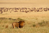 Lion (Panthera leo) male, in grassland, with wildebeests (Connochaetes sp) Maasai Mara (Masai Mara) Kenya, Africa