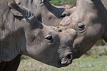 Group of three Northern white rhinoceros / square-lipped rhinoceros (Ceratotherium simum cottoni) all dehorned, Ol Pejeta Conservancy, Kenya, Africa.