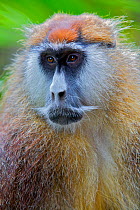 Male Patas Monkey / Wadi monkey / Hussar monkey (Erythrocebus patas)  Laikipia game reserve, Kenya, Africa.