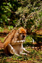 Patas Monkey / Wadi monkey / Hussar monkey (Erythrocebus patas)  eating ant galls, Laikipia game reserve, Kenya, Africa.