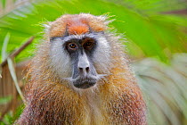Patas Monkey / Wadi monkey / Hussar monkey (Erythrocebus patas)  Laikipia game reserve, Kenya, Africa.