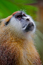 Male Patas Monkey / Wadi monkey / Hussar monkey (Erythrocebus patas)  looking up,   Laikipia game reserve, Kenya, Africa.