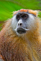 Male Patas Monkey / Wadi monkey / Hussar monkey (Erythrocebus patas)  Laikipia game reserve, Kenya, Africa.