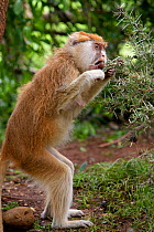 Patas Monkey / Wadi monkey / Hussar monkey (Erythrocebus patas)  eating ant galls, Laikipia game reserve, Kenya, Africa.