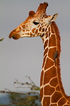 Reticulated Giraffe (Giraffa camelopardalis reticulata) with Yellow-billed Oxpecker (Buphagus africanus) on neck, Ol Pejeta Conservancy, Kenya, Africa.