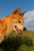 Dingo (Canis lupus dingo) Canberra, New South Wales, Australia.