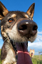 Dingo (Canis lupus dingo) close up, Canberra, New South Wales, Australia.