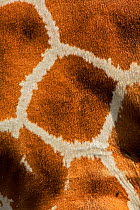 Reticulated giraffe (Giraffa camelopardalis reticulata) coat close up, Ol Pejeta Conservancy, Kenya, Africa.