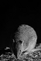 Southern Brown Bandicoot  (Isoodon obesulus) at night, taken with infra red camera, Mt Rothwell, Victoria, Australia, October