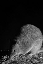 Southern Brown Bandicoot  (Isoodon obesulus) at night, taken with infra red camera, Mt Rothwell, Victoria, Australia, October