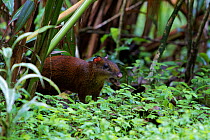 Agouti (Dasyprocta punctata) collecting Brazil nut seeds to bury, in jungle, Brazil.
