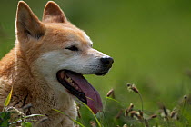 Dingo (Canis lupus dingo) panting, Canberra, New South Wales, Australia.