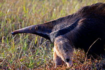 Giant anteater (Myrmecophaga tridactyla) in grasslands, Argentina