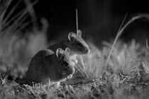 Smoky mice (Pseudomys fumeus) feeding, at night, taken with infra red camera, Mt Rothwell nature reserve, Victoria, Australia, October