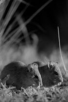Smoky mice (Pseudomys fumeus)  feeding, at night, in infra red, Mt Rothwell nature reserve, Victoria, Australia, October