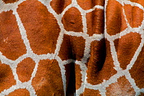 Reticulated Giraffe (Giraffa camelopardalis reticulata) Ol Pejeta Conservancy, Kenya, Africa.