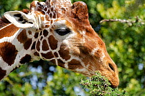 Reticulated Giraffe (Giraffa camelopardalis reticulata) head close up,  eating Umbrella Thorn Acacia (Acacia tortilis), Ol Pejeta Conservancy, Kenya, Africa.