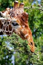 Reticulated Giraffe (Giraffa camelopardalis reticulata) close up  eating the Umbrella Thorn Acacia (Acacia tortilis) Ol Pejeta Conservancy, Kenya, Africa.