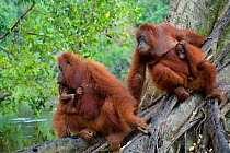 Orangutan (Pongo pygmaeus) mothers with babies in tree beside river. Nyaru Menteng Orangutan Reintroduction Project, Central Kalimantan, Borneo, Indonesia.