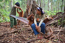 Orangutan (Pongo pygmaeus) orphan juveniles with a carers in forest. Nyaru Menteng Orangutan Reintroduction Project, Central Kalimantan, Borneo, Indonesia, September 2008