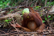 Orangutan (Pongo pygmaeus) juvenile eating watermelon in forest. Nyaru Menteng Orangutan Reintroduction Project, Central Kalimantan, Borneo, Indonesia.