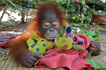 Orangutan (Pongo pygmaeus) orphan juvenile in nursery, sleeping on toys. Nyaru Menteng Orangutan Reintroduction Project, Central Kalimantan, Borneo, Indonesia.