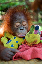 Orangutan (Pongo pygmaeus) orphan  juvenile in nursery, sleeping on toys. Nyaru Menteng Orangutan Reintroduction Project, Central Kalimantan, Borneo, Indonesia.