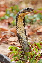 King Cobra (Ophiophagus hannah) King Cobra Village, Ban Khok Sa-Nga, Thailand