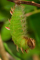 Blue Morpho (Morpho peleides) caterpillar about to enter pupal stage. Sequence 1 of 9. Costa Rica.